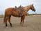 Mark Williams Mare